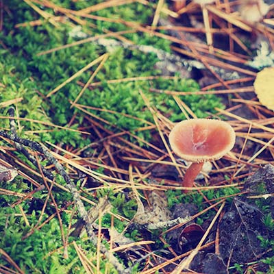 Sept 27 - Mushroom