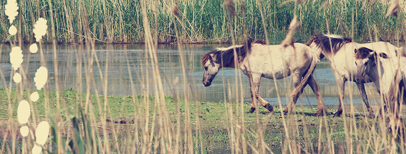 Through reeds we see three horses close to the water
